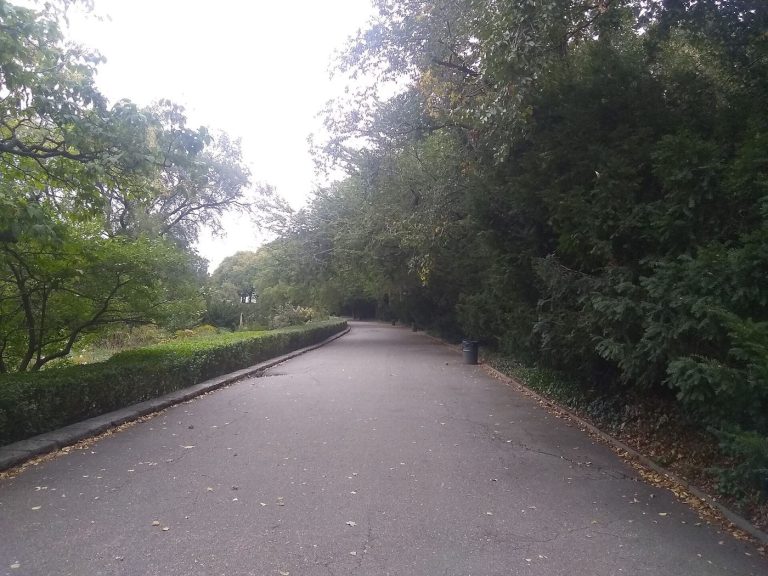 tree-lined pathways through a city park